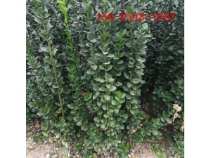 1-2米北海道黄杨规格齐全